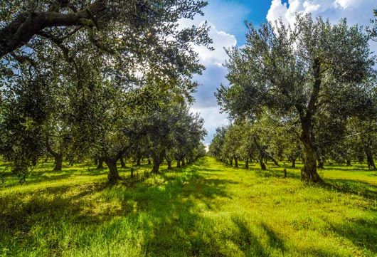 Azienda agricola biologica Masseria Antonucci - oliveto nociara