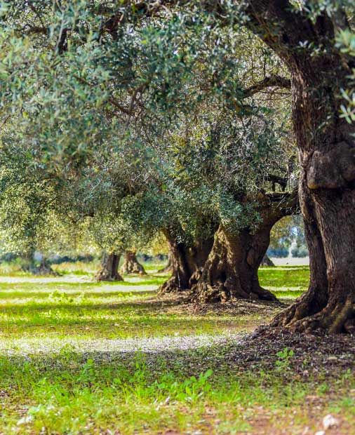 Contatti Masseria Antonucci