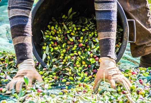 Raccolta olive nociara bio Masseria Antonucci